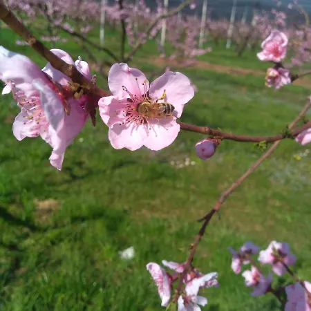 Fior Di Maggio *
